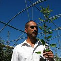 Planta de cornicabra en bandeja forestal de 300 cc. (2)